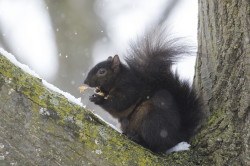 Wiewirka, szara, Sciurus, carolinensis, Kanada, ssaki