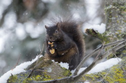 Wiewirka, szara, Sciurus, carolinensis, Kanada, ssaki