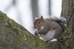 Wiewirka, szara, Sciurus, carolinensis, Kanada, ssaki