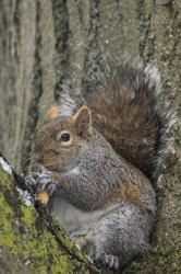 Sciurus, carolinensis, Eastern, Gray, Squirrel, Canada