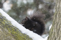 Sciurus, carolinensis, Eastern, Gray, Squirrel, Canada