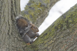 Wiewirka, szara, Sciurus, carolinensis, Kanada, ssaki