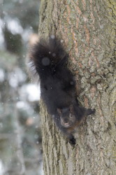 Sciurus, carolinensis, Eastern, Gray, Squirrel, Canada