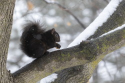 Wiewirka, szara, Sciurus, carolinensis, Kanada, ssaki