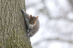 Wiewirka, szara, Sciurus, carolinensis, Kanada, ssaki