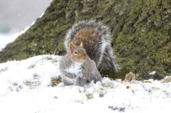 Sciurus, carolinensis, Eastern, Gray, Squirrel, Canada