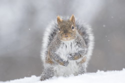 Wiewirka, szara, Sciurus, carolinensis, Kanada, ssaki