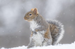 Sciurus, carolinensis, Eastern, Gray, Squirrel, Canada