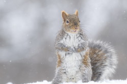 Sciurus, carolinensis, Eastern, Gray, Squirrel, Canada