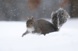 Wiewirka, szara, Sciurus, carolinensis, Kanada, ssaki