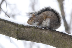 Wiewirka, szara, Sciurus, carolinensis, Kanada, ssaki