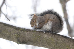 Sciurus, carolinensis, Eastern, Gray, Squirrel, Canada