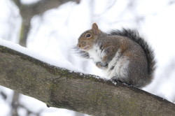 Wiewirka, szara, Sciurus, carolinensis, Kanada, ssaki