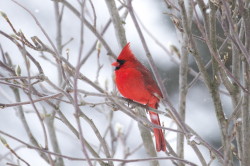 Kardyna, szkaratny, Cardinalis, cardinalis, Kanada, ptaki