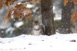 Wiewirka, szara, Sciurus, carolinensis, Kanada, ssaki