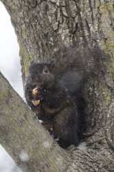 Wiewirka, szara, Sciurus, carolinensis, Kanada, ssaki