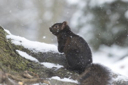 Wiewirka, szara, Sciurus, carolinensis, Kanada, ssaki