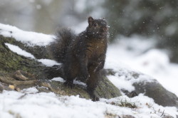 Sciurus, carolinensis, Eastern, Gray, Squirrel, Canada