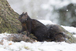 Wiewirka, szara, Sciurus, carolinensis, Kanada, ssaki