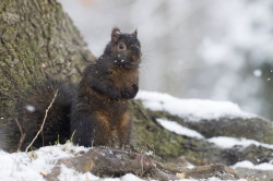 Sciurus, carolinensis, Eastern, Gray, Squirrel, Canada