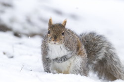 Wiewirka, szara, Sciurus, carolinensis, Kanada, ssaki