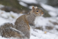 Wiewirka, szara, Sciurus, carolinensis, Kanada, ssaki