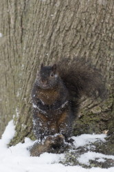 Sciurus, carolinensis, Eastern, Gray, Squirrel, Canada