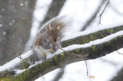 Wiewirka, szara, Sciurus, carolinensis, Kanada, ssaki