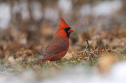 Kardyna, szkaratny, Cardinalis, cardinalis, Kanada, ptaki