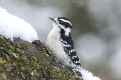 Picoides, Downy, Woodpecker, Dryobates, Picus, pubescens, Canada