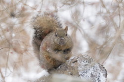 Wiewirka, szara, Sciurus, carolinensis, Kanada, ssaki