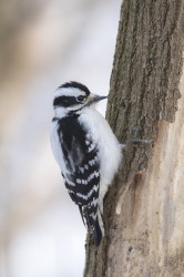 Picoides, Downy, Woodpecker, Dryobates, Picus, pubescens, Canada