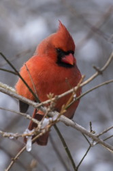 Kardyna, szkaratny, Cardinalis, cardinalis, Kanada, ptaki