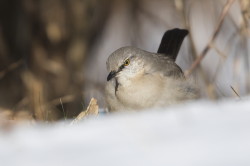 Mimus, Northern, Mockingbird, Turdus, polyglottos, Canada