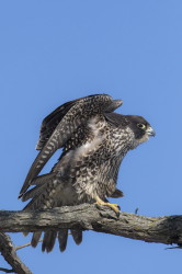 Sok, wdrowny, Falco, peregrinus, Peregrine, Kanada, ptaki