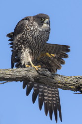 Sok, wdrowny, Falco, peregrinus, Peregrine, Kanada, ptaki