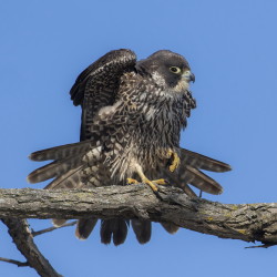 Falco, peregrinus, Falcon, Peregrine, Canada