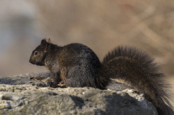 Wiewirka, szara, Sciurus, carolinensis, Kanada, ssaki