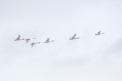 abd, trbicy, Cygnus, buccinator, Kanada, ptaki