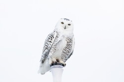 Bubo, scandiacus, Snowy, Owl, Nyctea, scandiaca, Canada