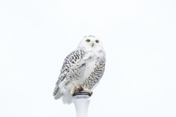 Bubo, scandiacus, Snowy, Owl, Nyctea, scandiaca, Canada