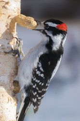 Picoides, Downy, Woodpecker, Dryobates, Picus, pubescens, Canada