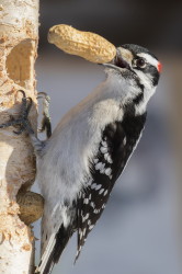 Picoides, Downy, Woodpecker, Dryobates, Picus, pubescens, Canada