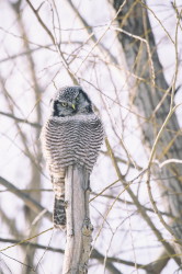 Surnia, ulula, Northern, Hawk, Owl, Canada