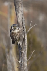 Surnia, ulula, Northern, Hawk, Owl, Canada