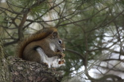 Wiewirka, Tamiasciurus, hudsonicus, sosnowirka, czerwona, Kanada, ssaki