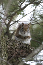 Tamiasciurus, hudsonicus, American, red, squirrel, Canada