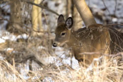 Jele, wirginijski, Odocoileus, virginianus, mulak, biaoogonowy, jele, wirgiski, Kanada, ssaki