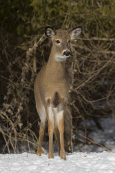Odocoileus, virginianus, White-tailed, Whitetail, Virginia, Deer, Canada