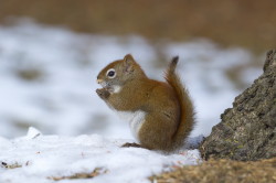 Tamiasciurus, hudsonicus, American, red, squirrel, Canada